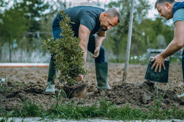 Leaf Removal in Moses Lake North, WA